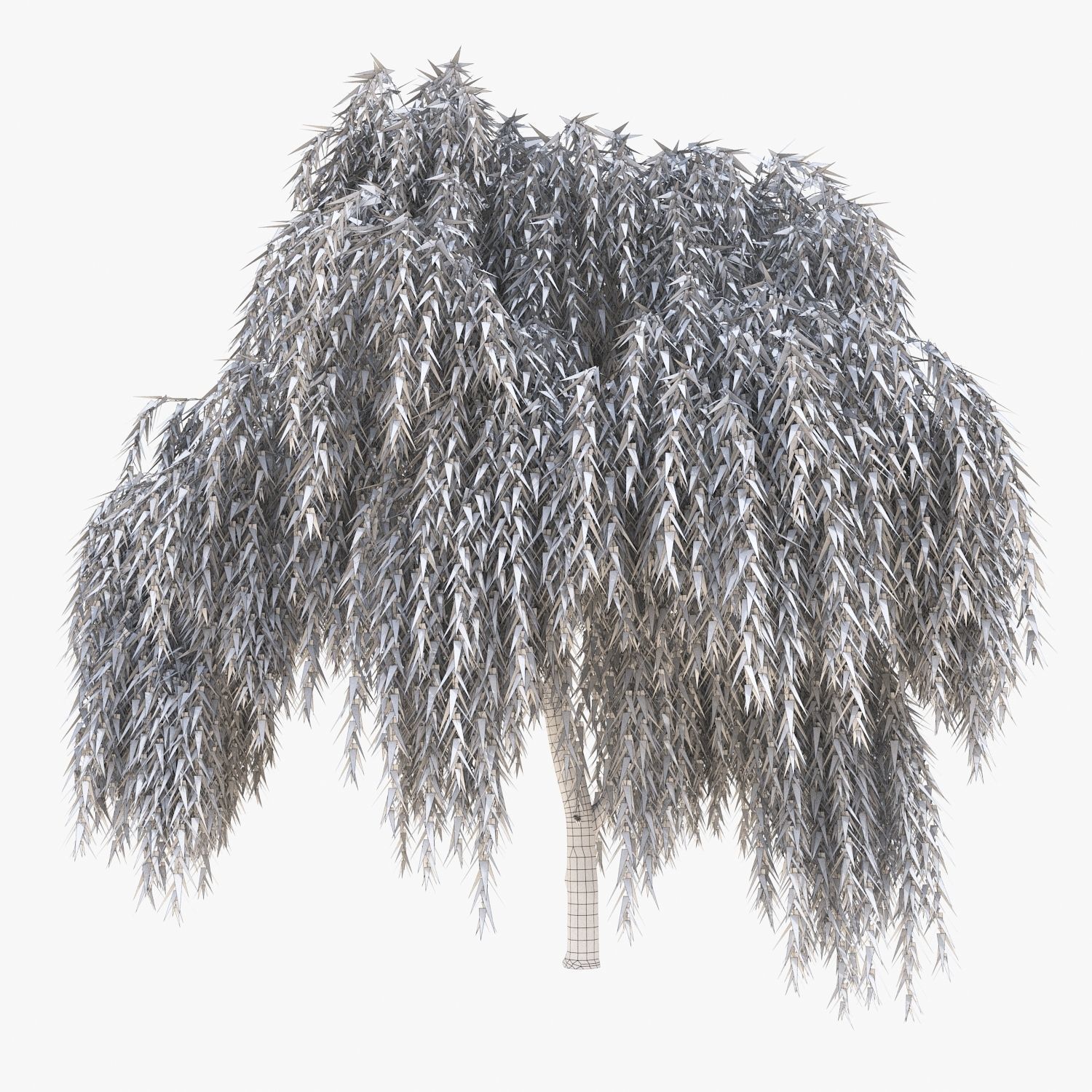 Salix babylonica Tree 3D model_5