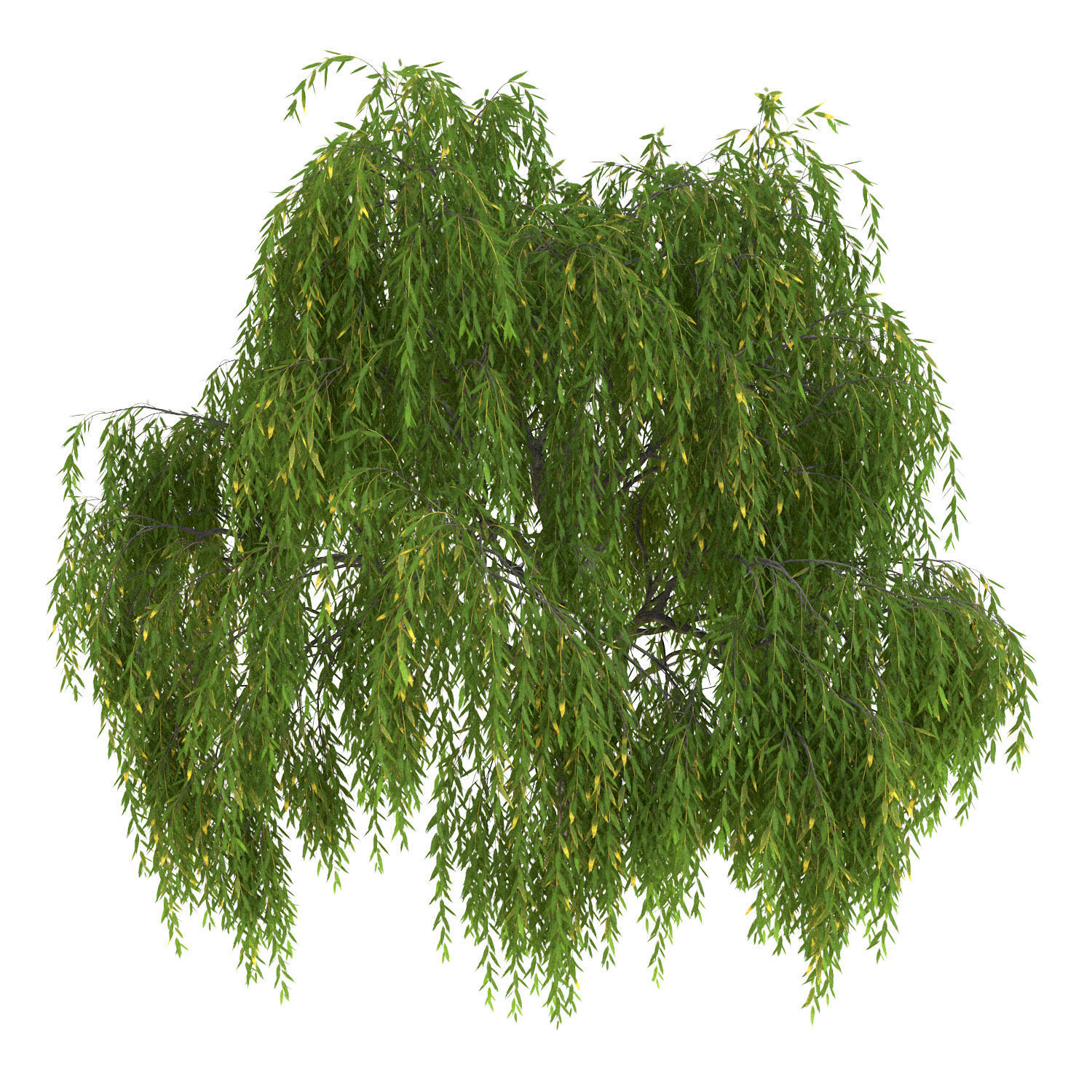 Salix babylonica Tree 3D model_2