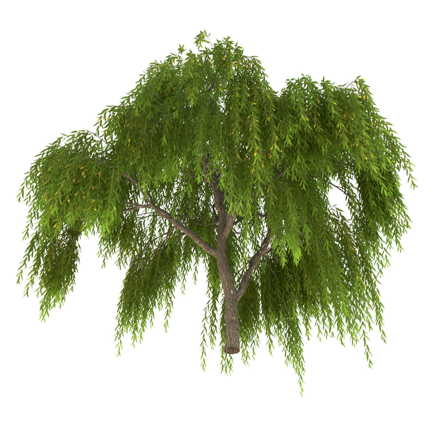 Salix babylonica Tree 3D model_3