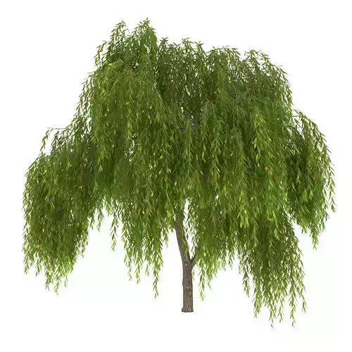 Salix babylonica Tree 3D model