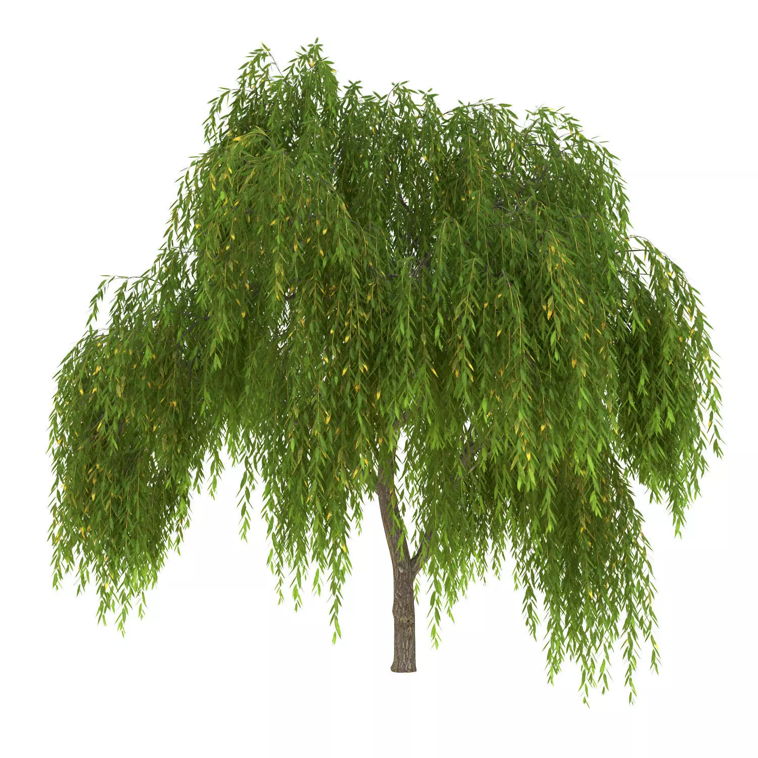 Salix babylonica Tree 3D model_0