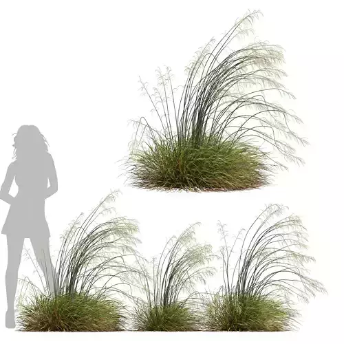 HQ Plants Stipa arundinacea Sweet Grass Windy