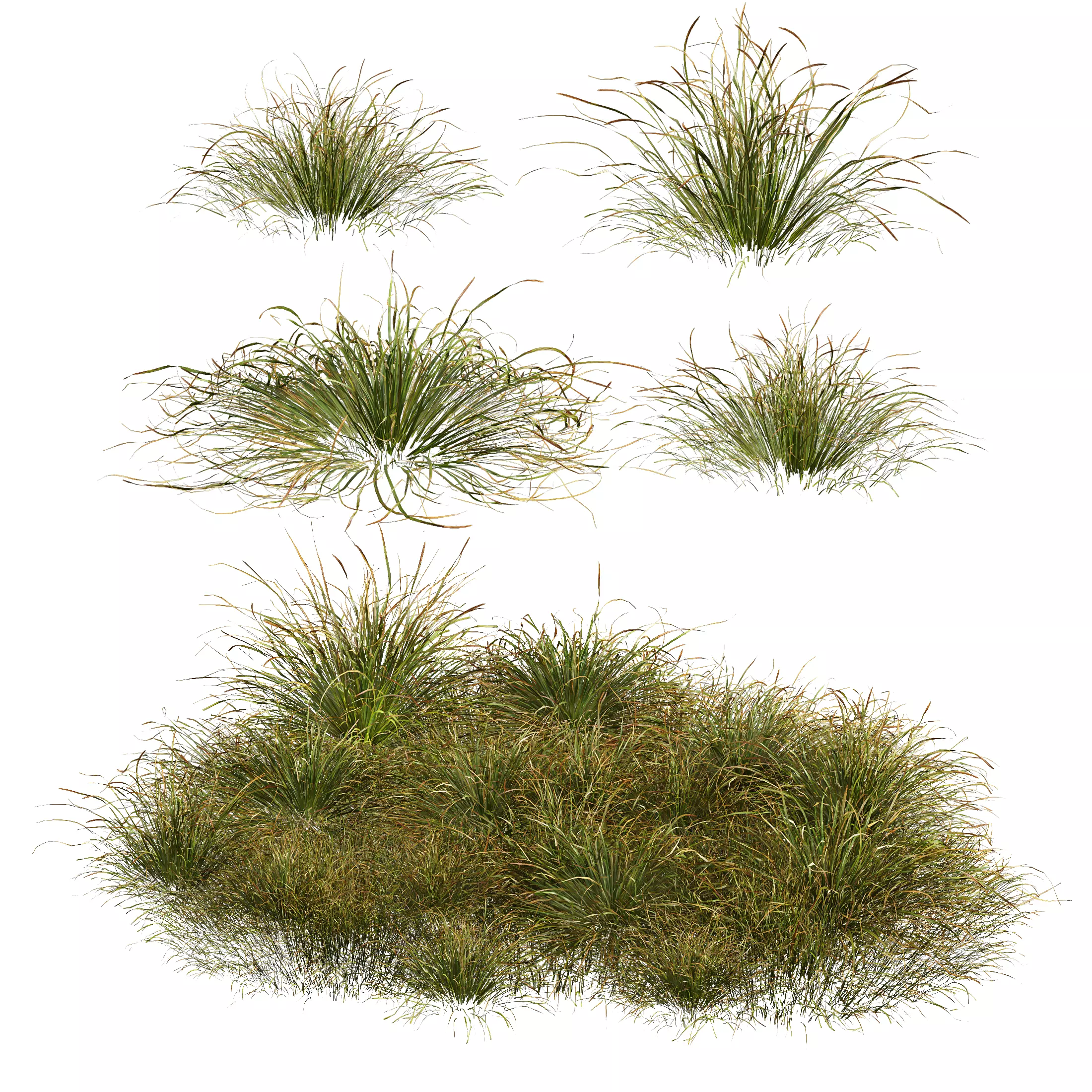 HQ Plants Stipa arundinacea Anemanthele lessoniana Little 3D model_0