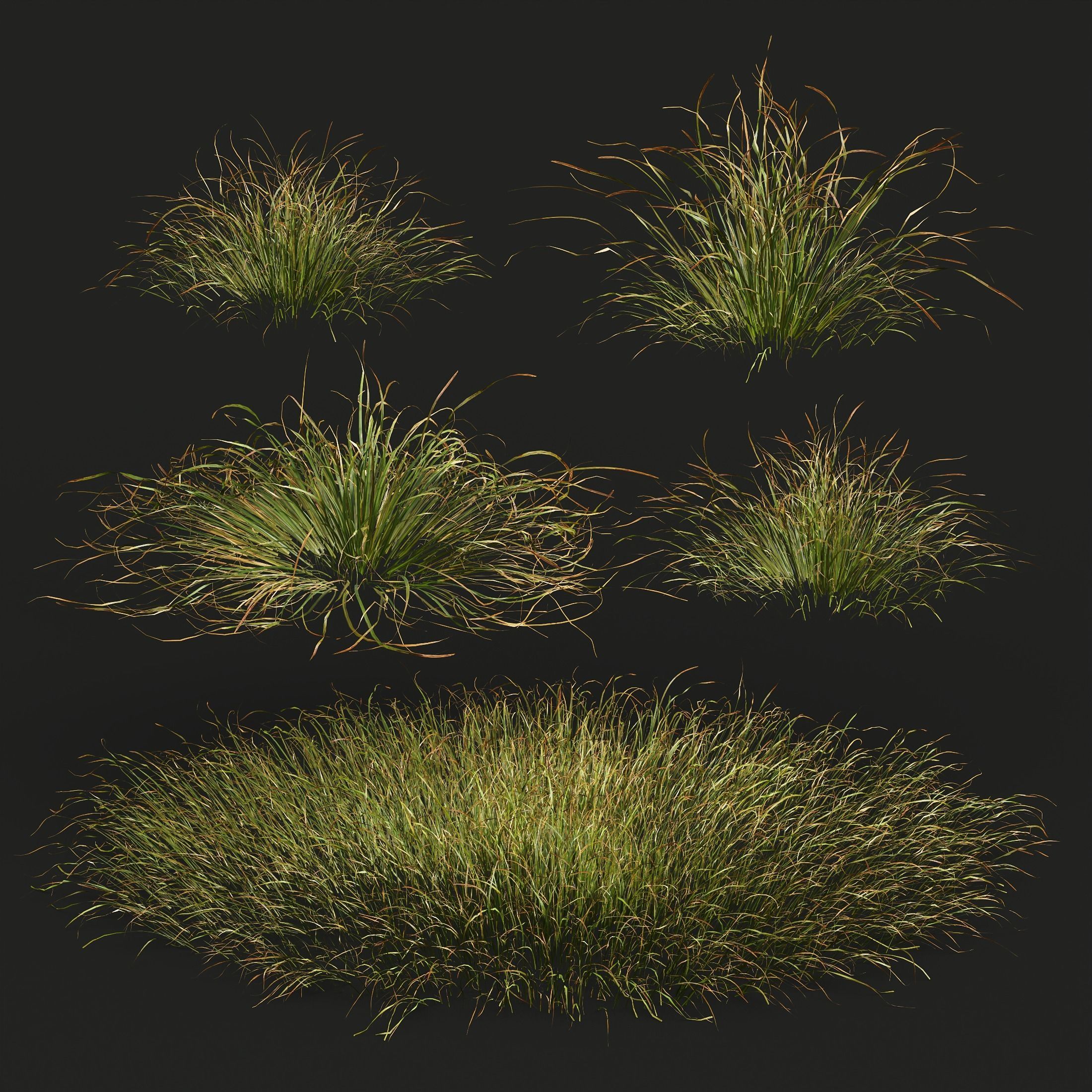HQ Plants Stipa arundinacea Anemanthele lessoniana Little 3D model_1