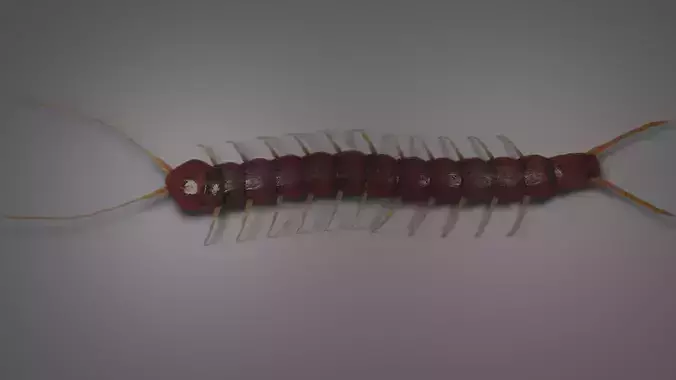 Millipede Arthropod Insect Free low-poly 3D model