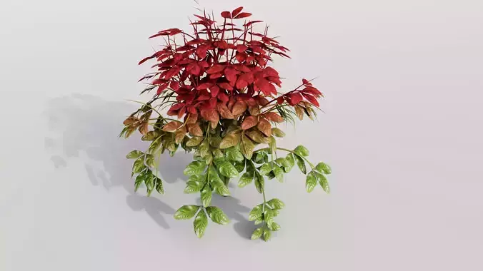 Nandina Domestica Firepower - Heavenly Bamboo