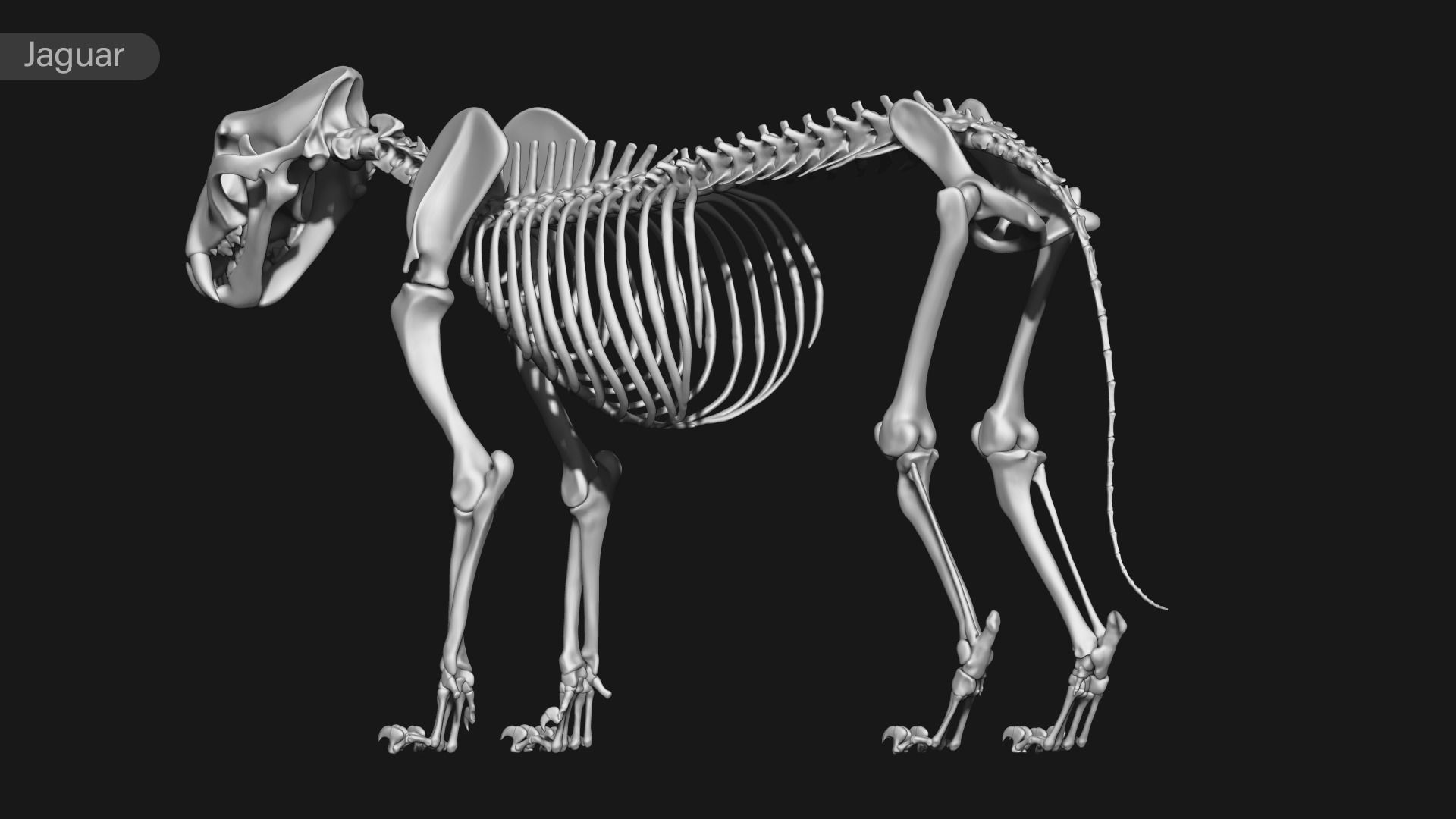 animal skeleton collection 3D model_28