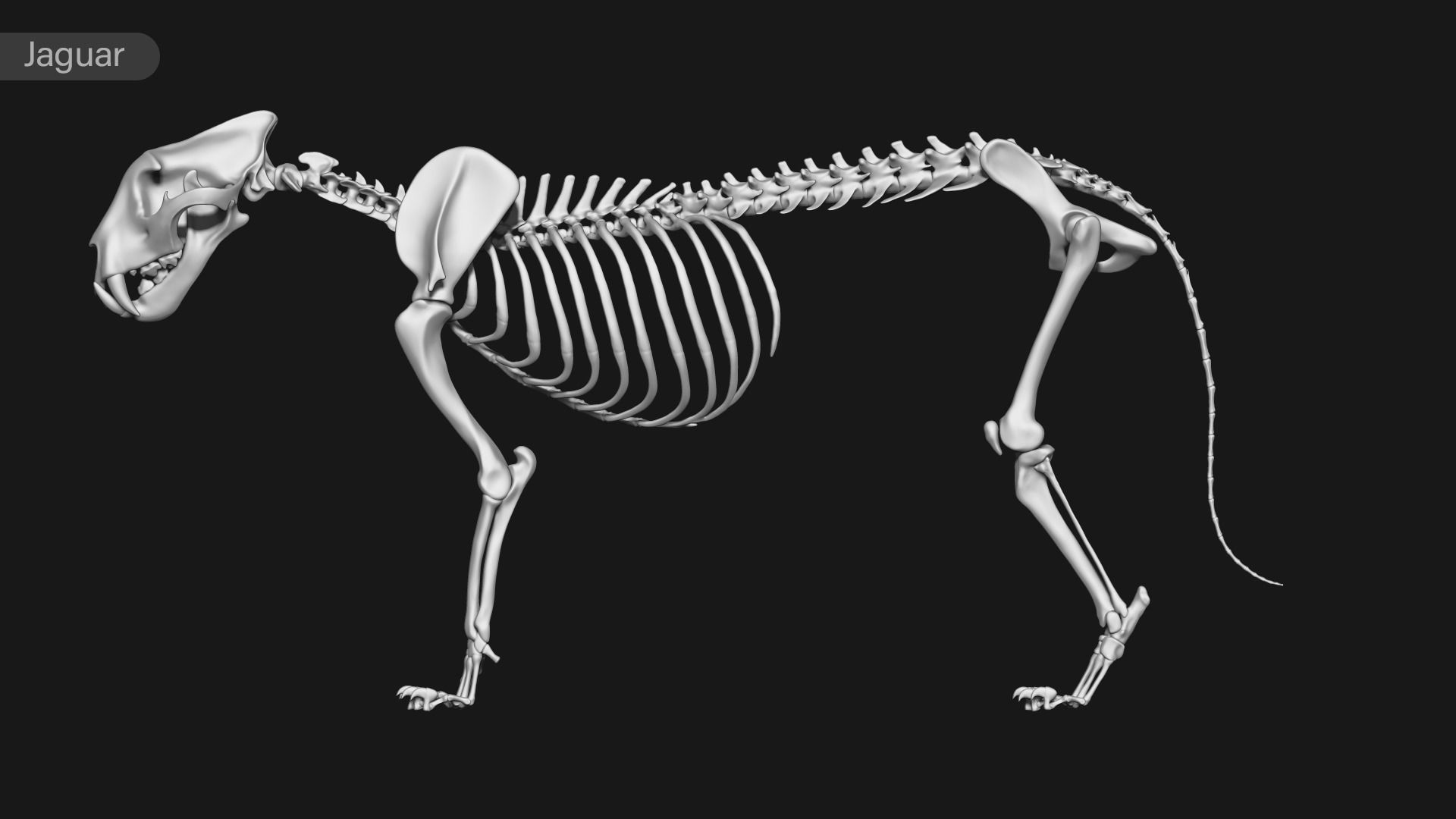 animal skeleton collection 3D model_21