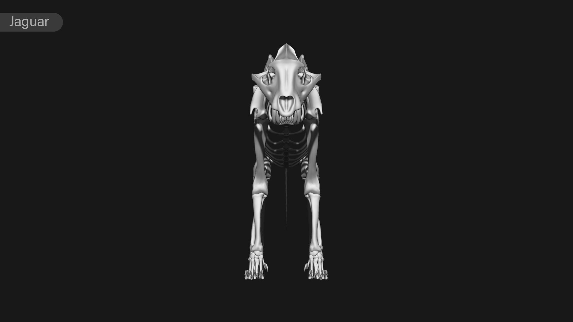 animal skeleton collection 3D model_23