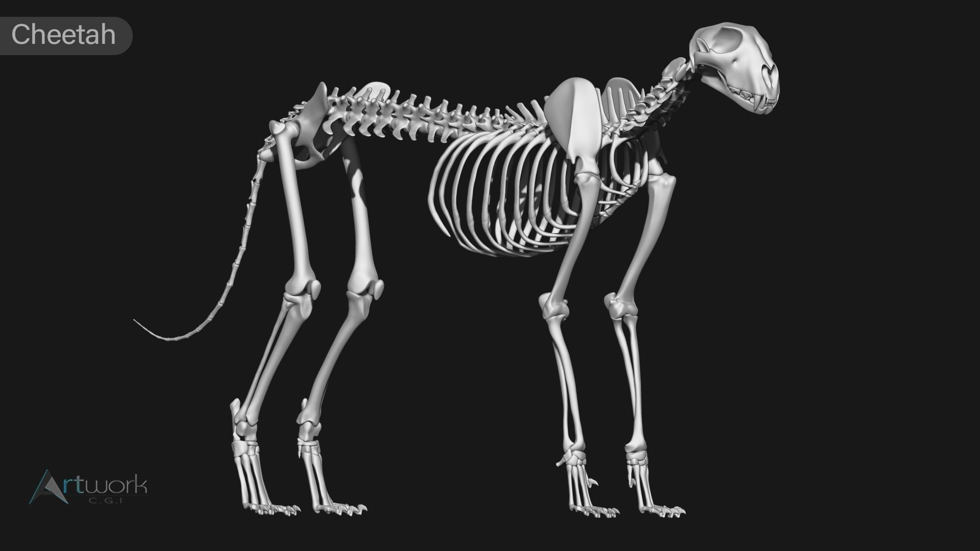 animal skeleton collection 3D model_14