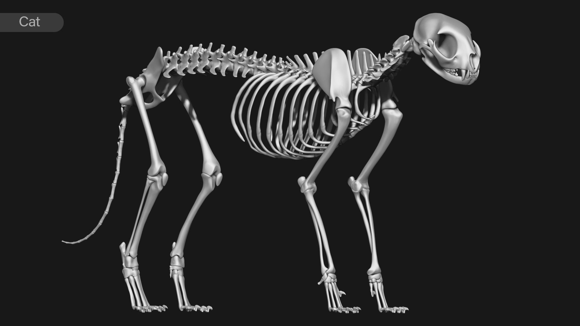 animal skeleton collection 3D model_4