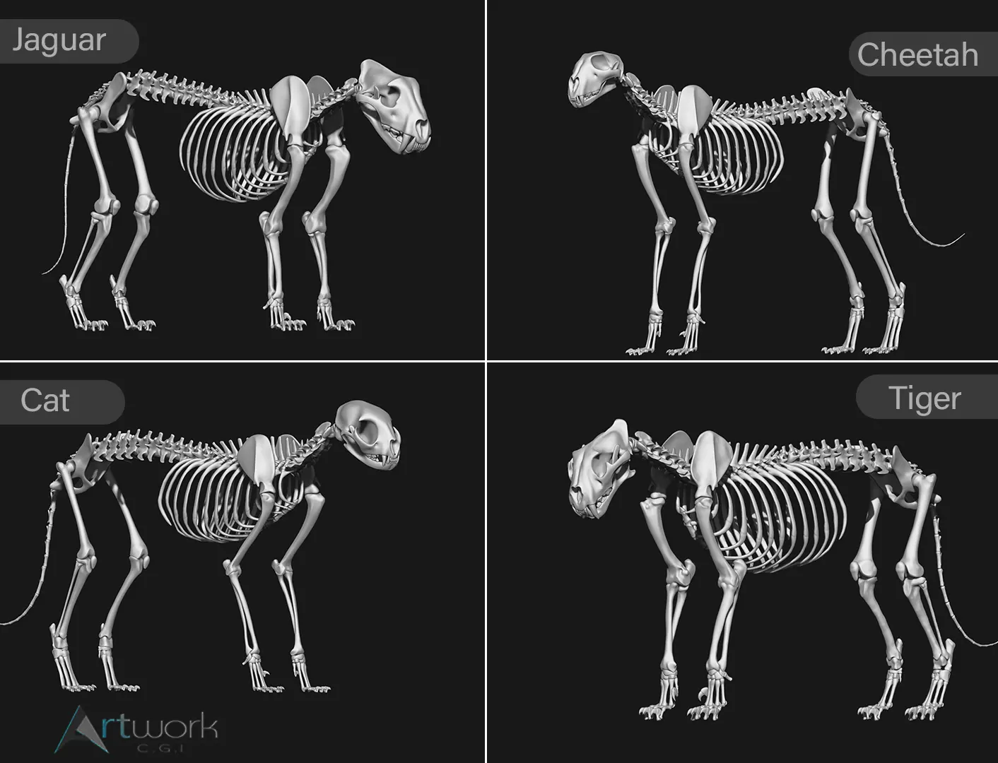 animal skeleton collection 3D model_0