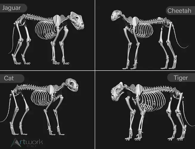 animal skeleton collection 3D model