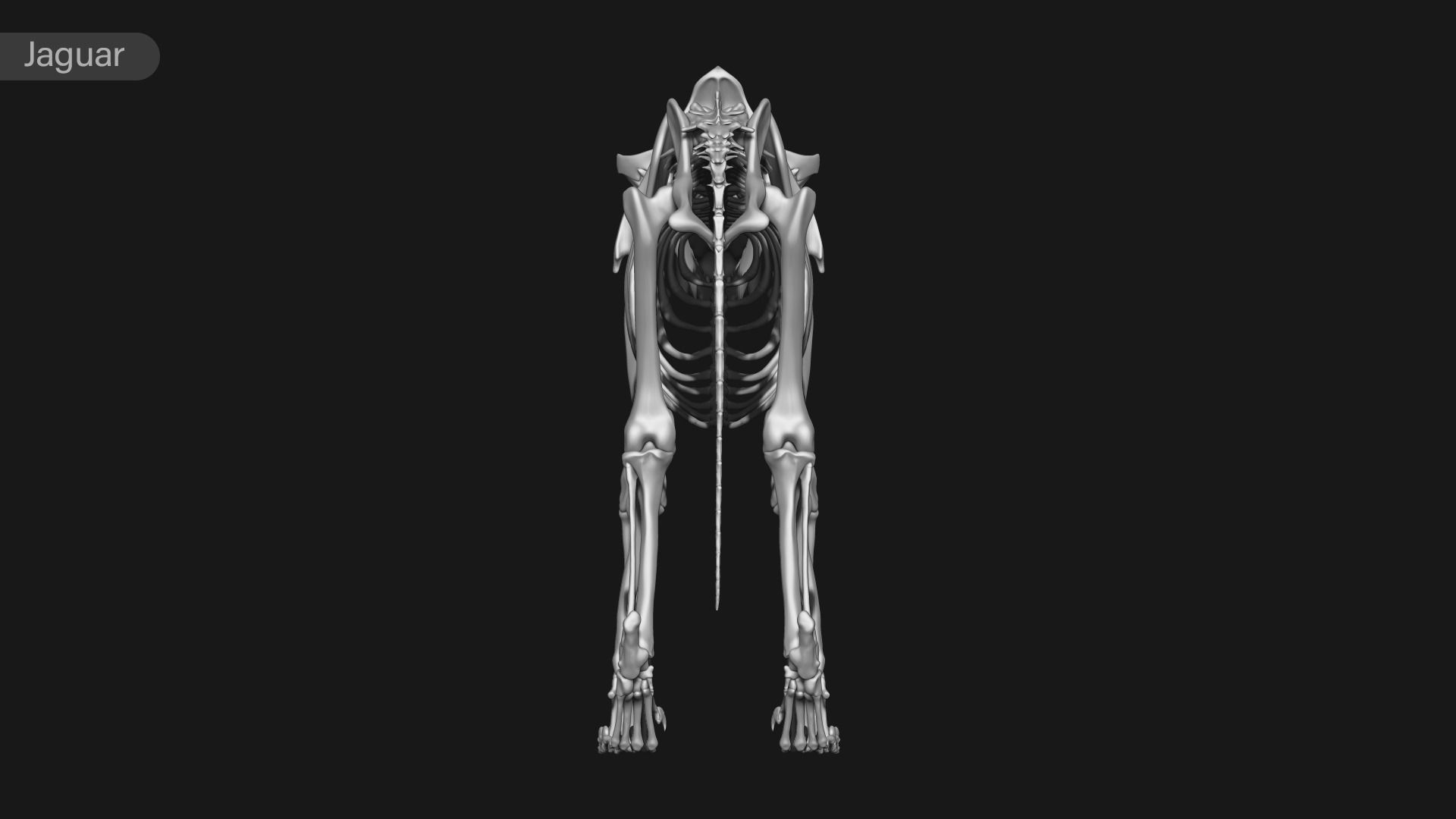 animal skeleton collection 3D model_27