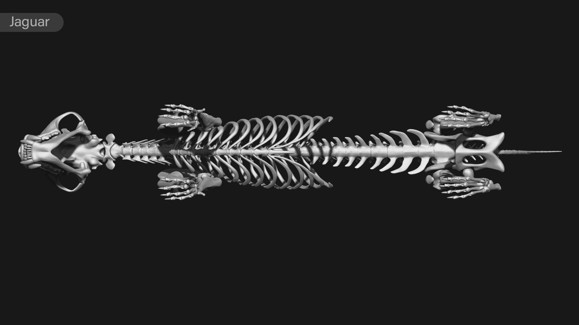 animal skeleton collection 3D model_30