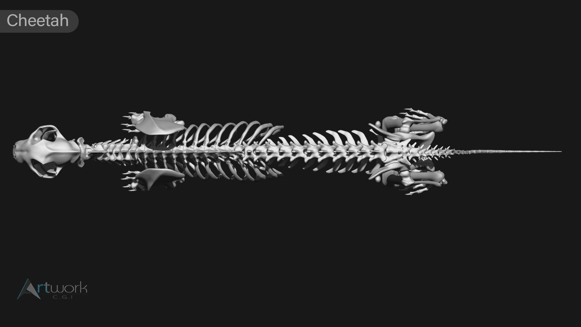 animal skeleton collection 3D model_19