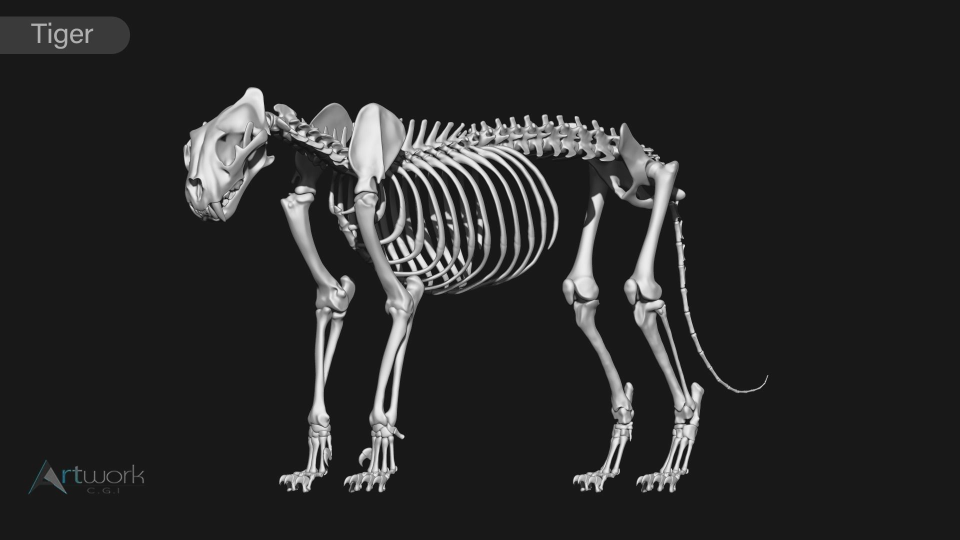animal skeleton collection 3D model_32