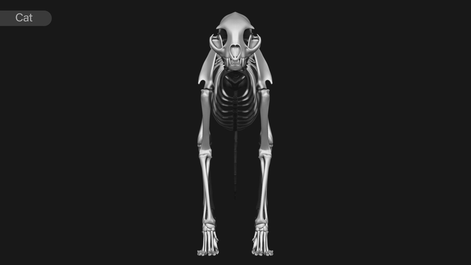 animal skeleton collection 3D model_3