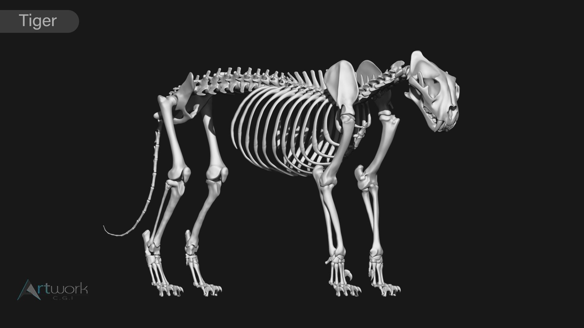 animal skeleton collection 3D model_34