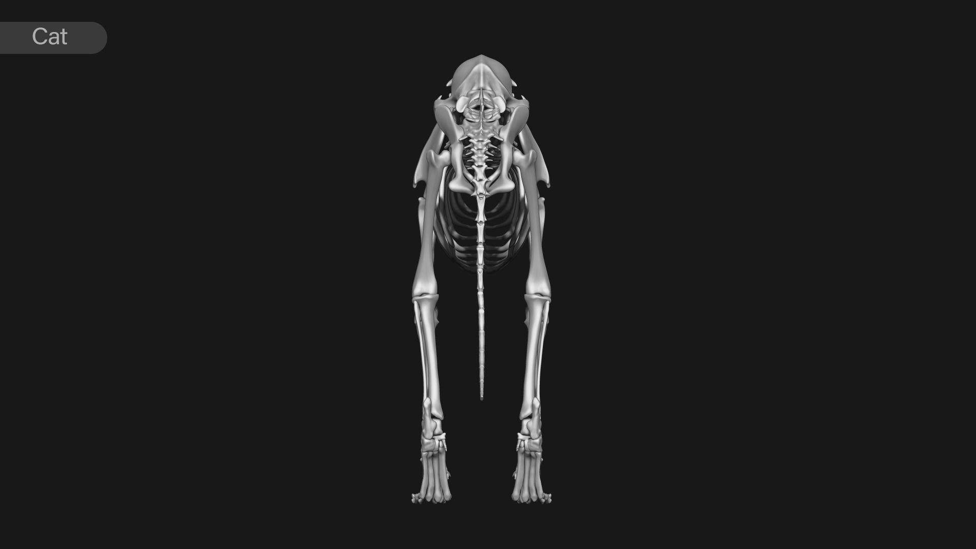 animal skeleton collection 3D model_7