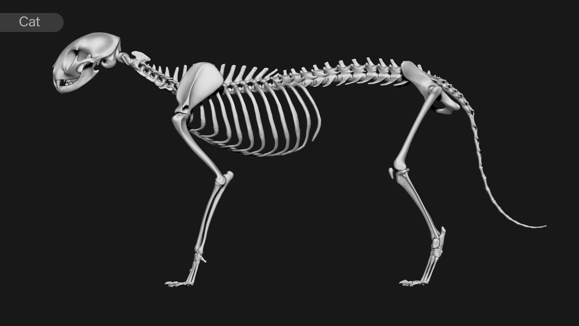 animal skeleton collection 3D model_1
