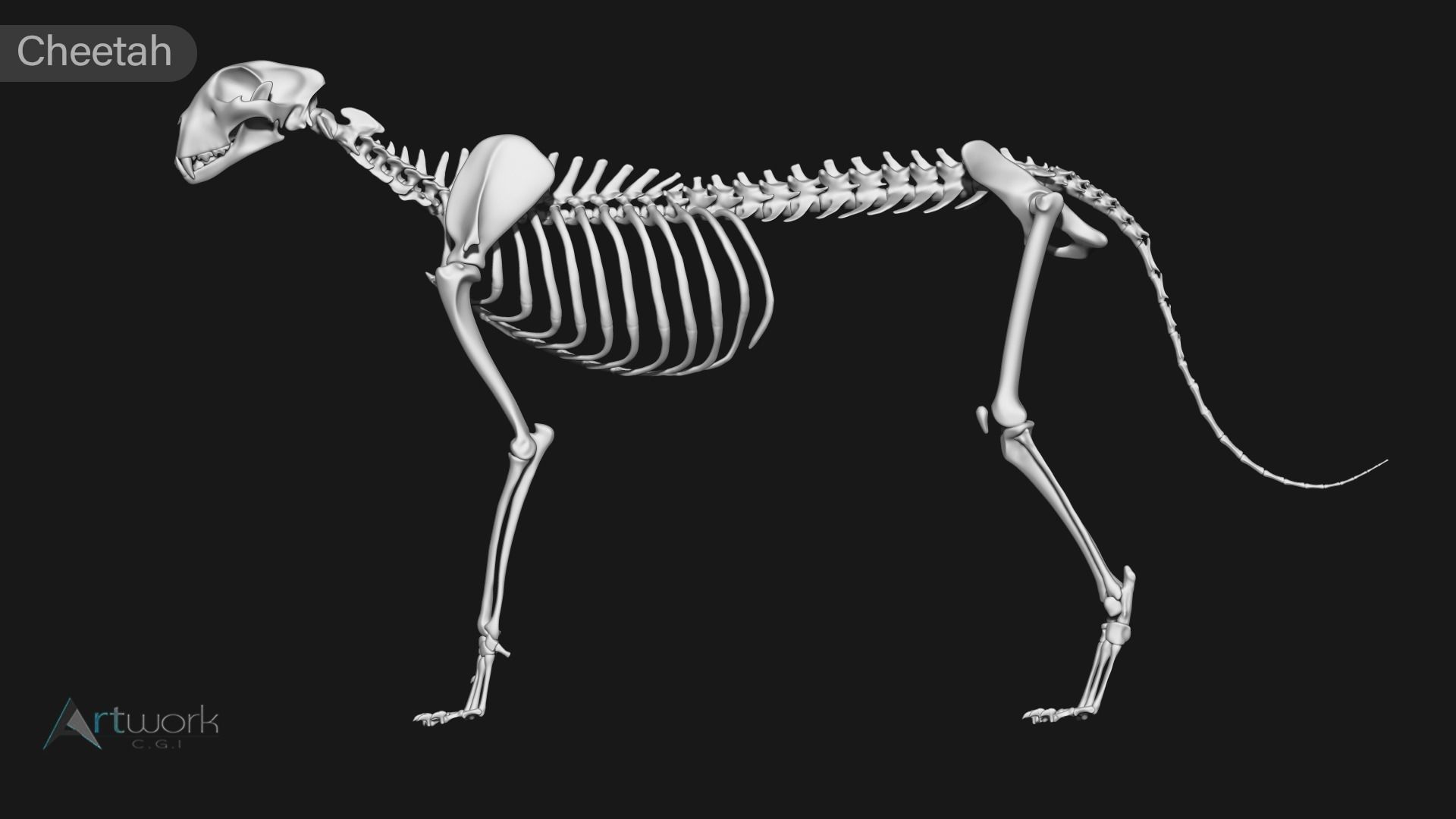 animal skeleton collection 3D model_11