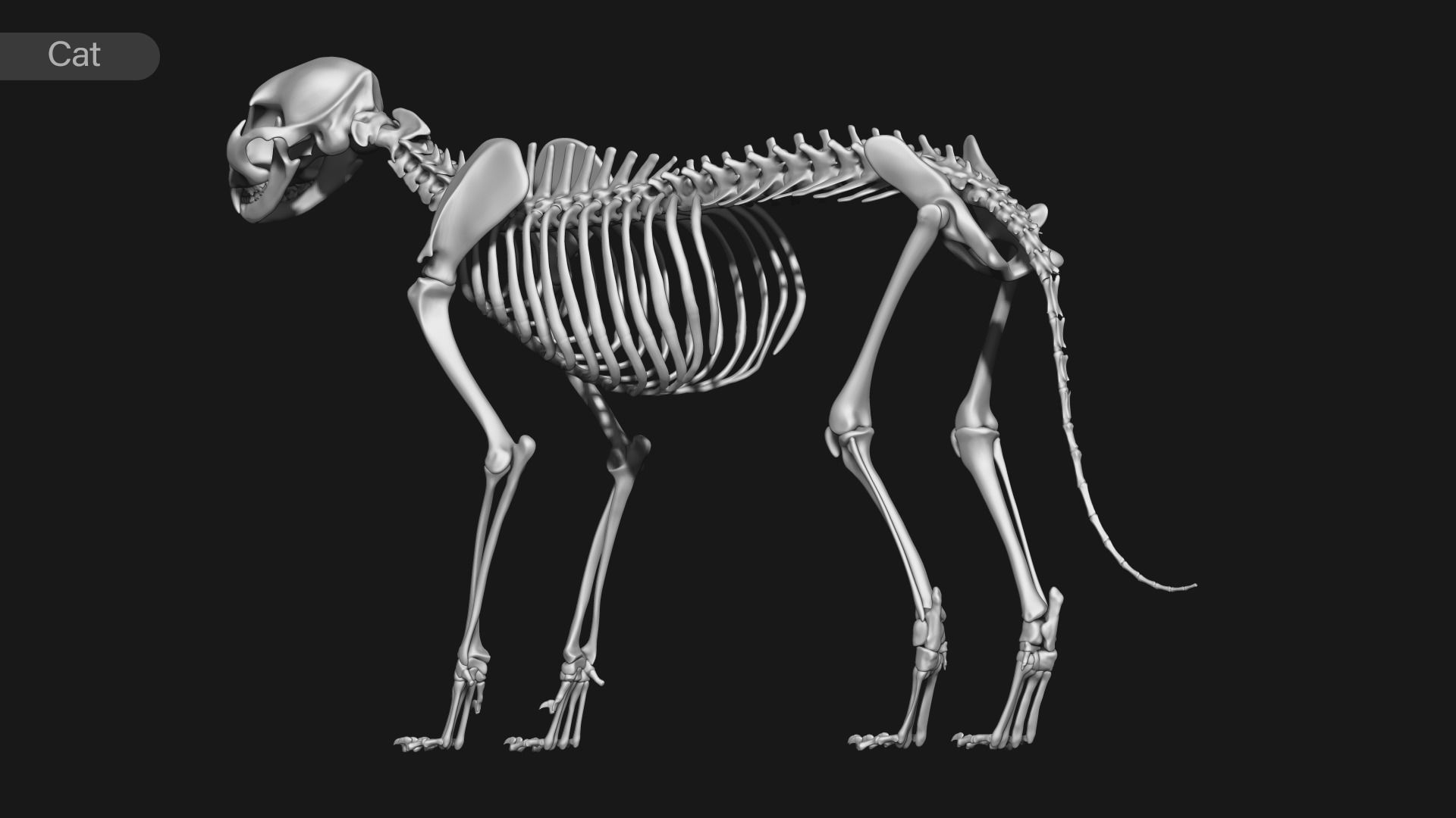 animal skeleton collection 3D model_8