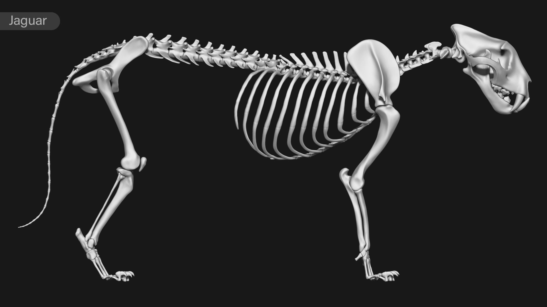 animal skeleton collection 3D model_25