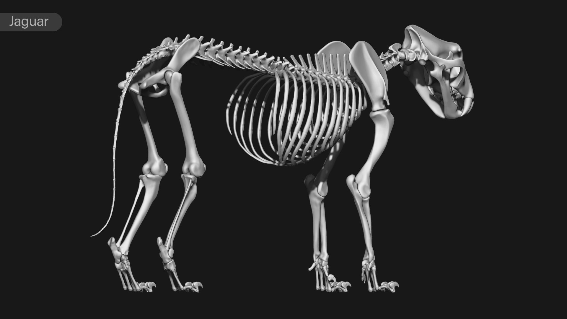 animal skeleton collection 3D model_26