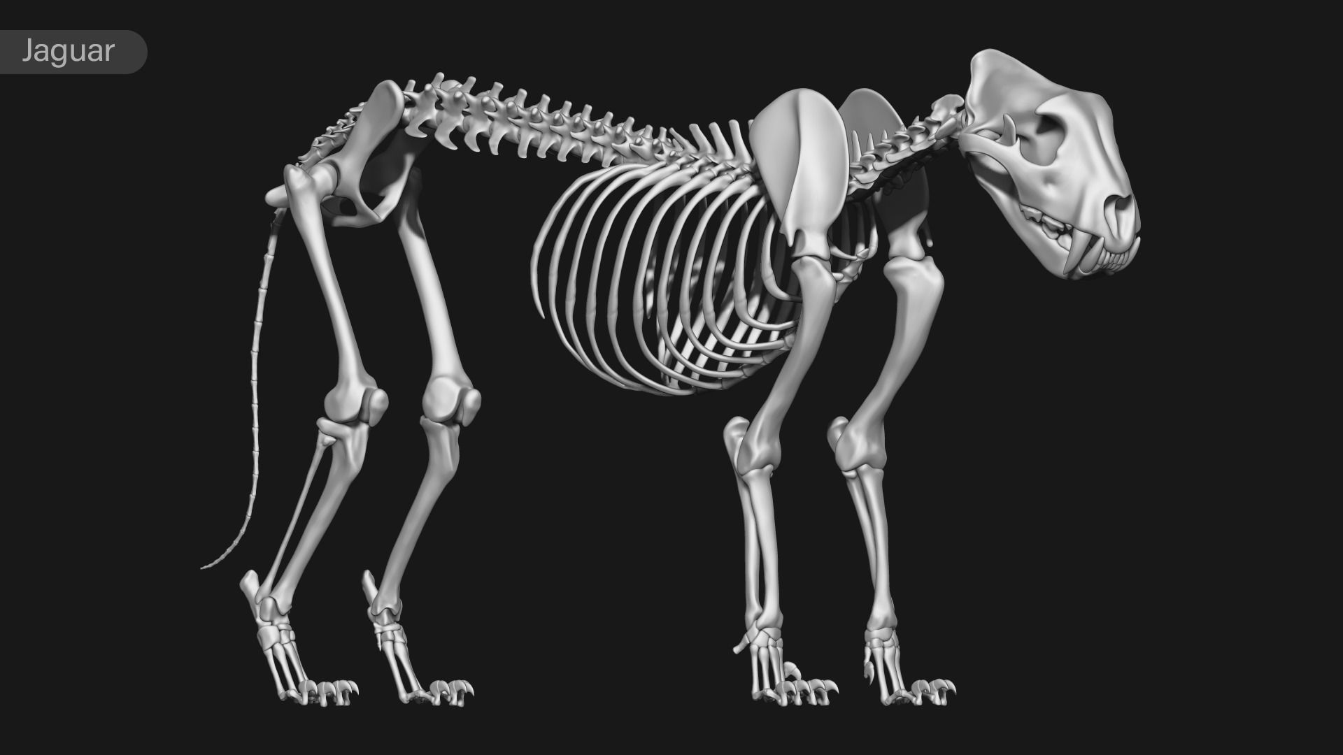 animal skeleton collection 3D model_24