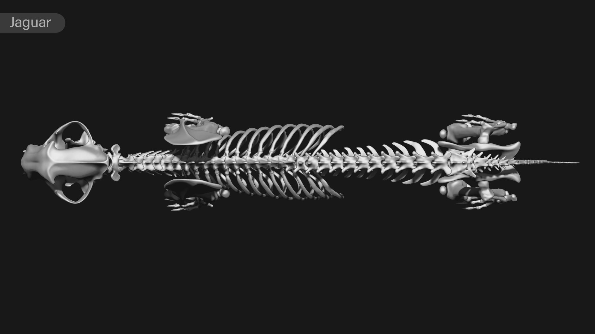 animal skeleton collection 3D model_29