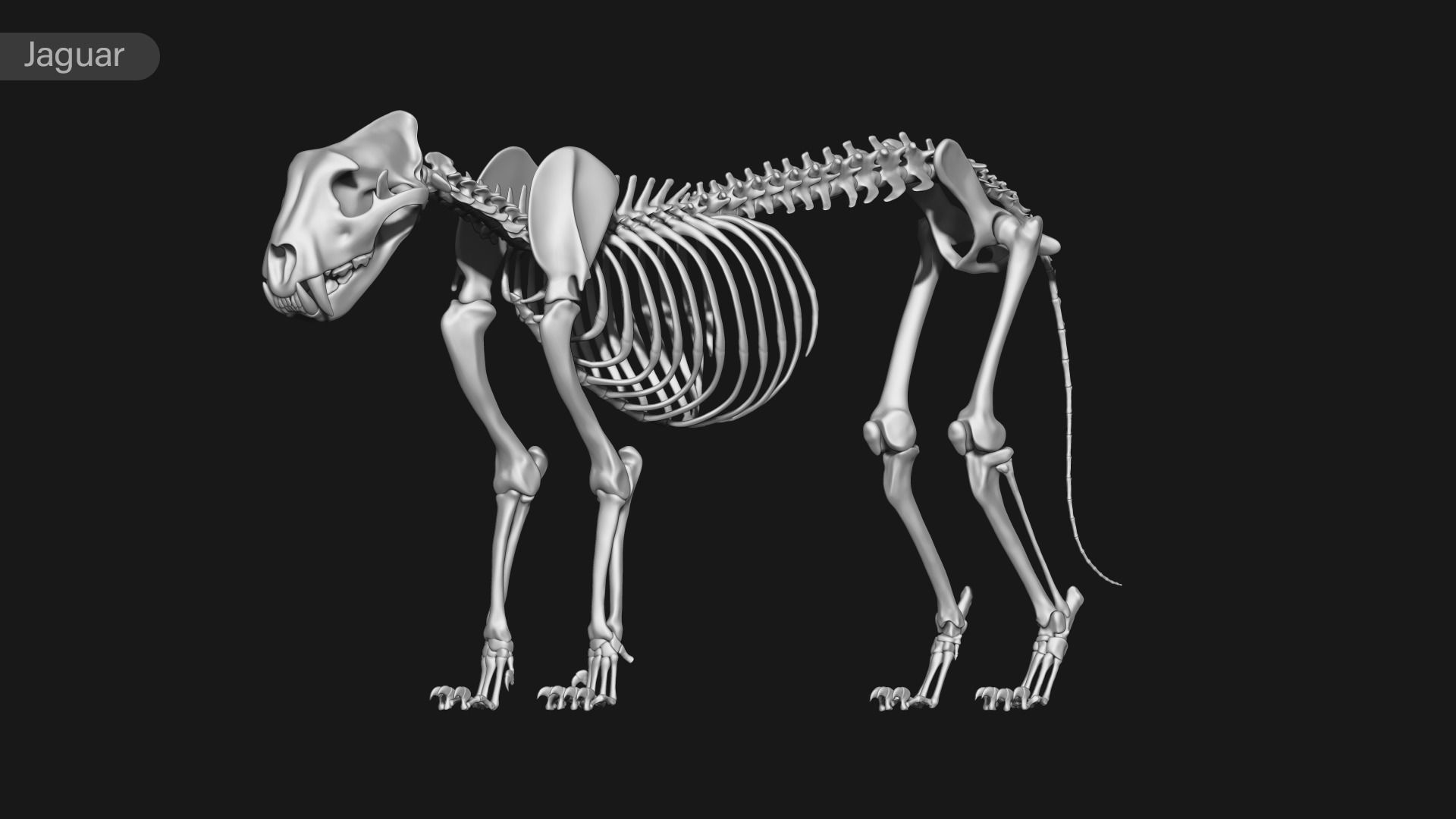 animal skeleton collection 3D model_22