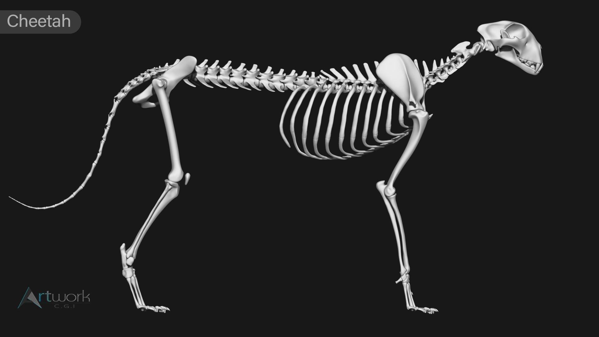 animal skeleton collection 3D model_15