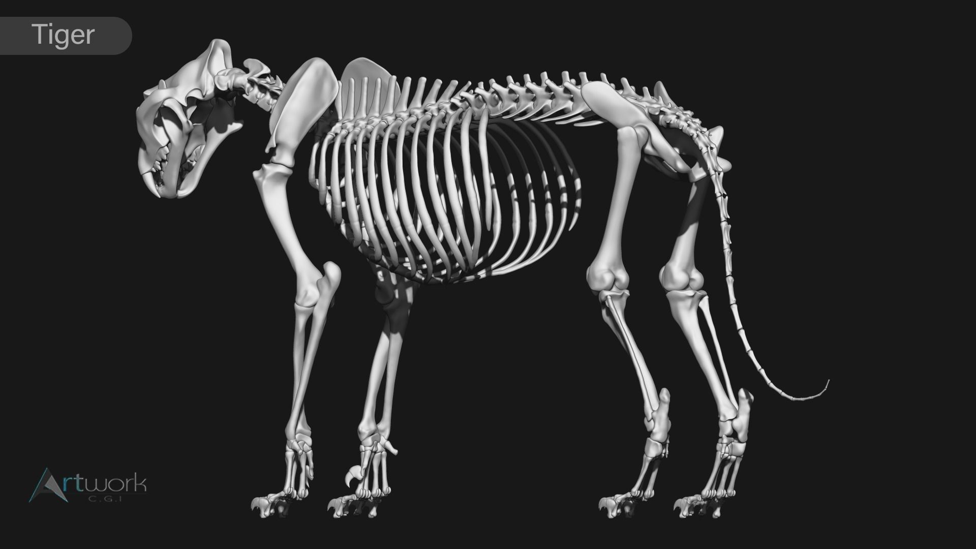 animal skeleton collection 3D model_37