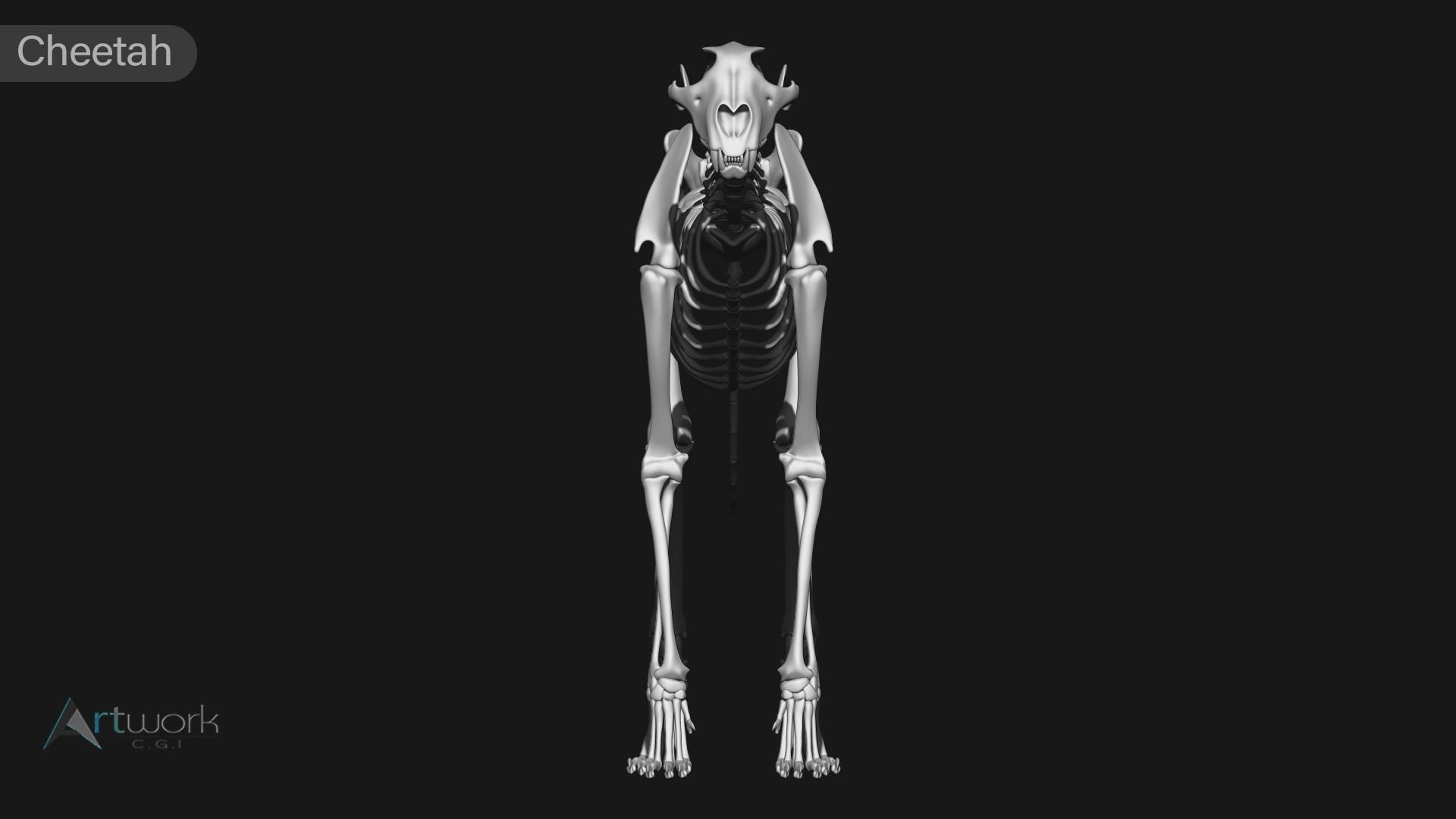 animal skeleton collection 3D model_13