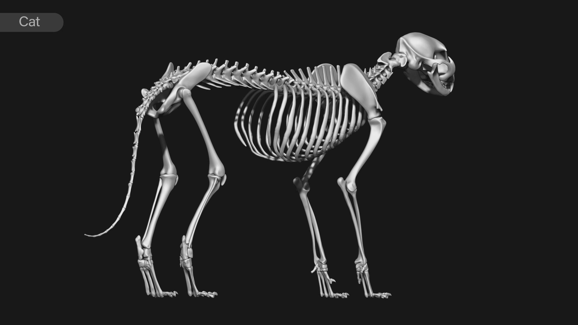 animal skeleton collection 3D model_6