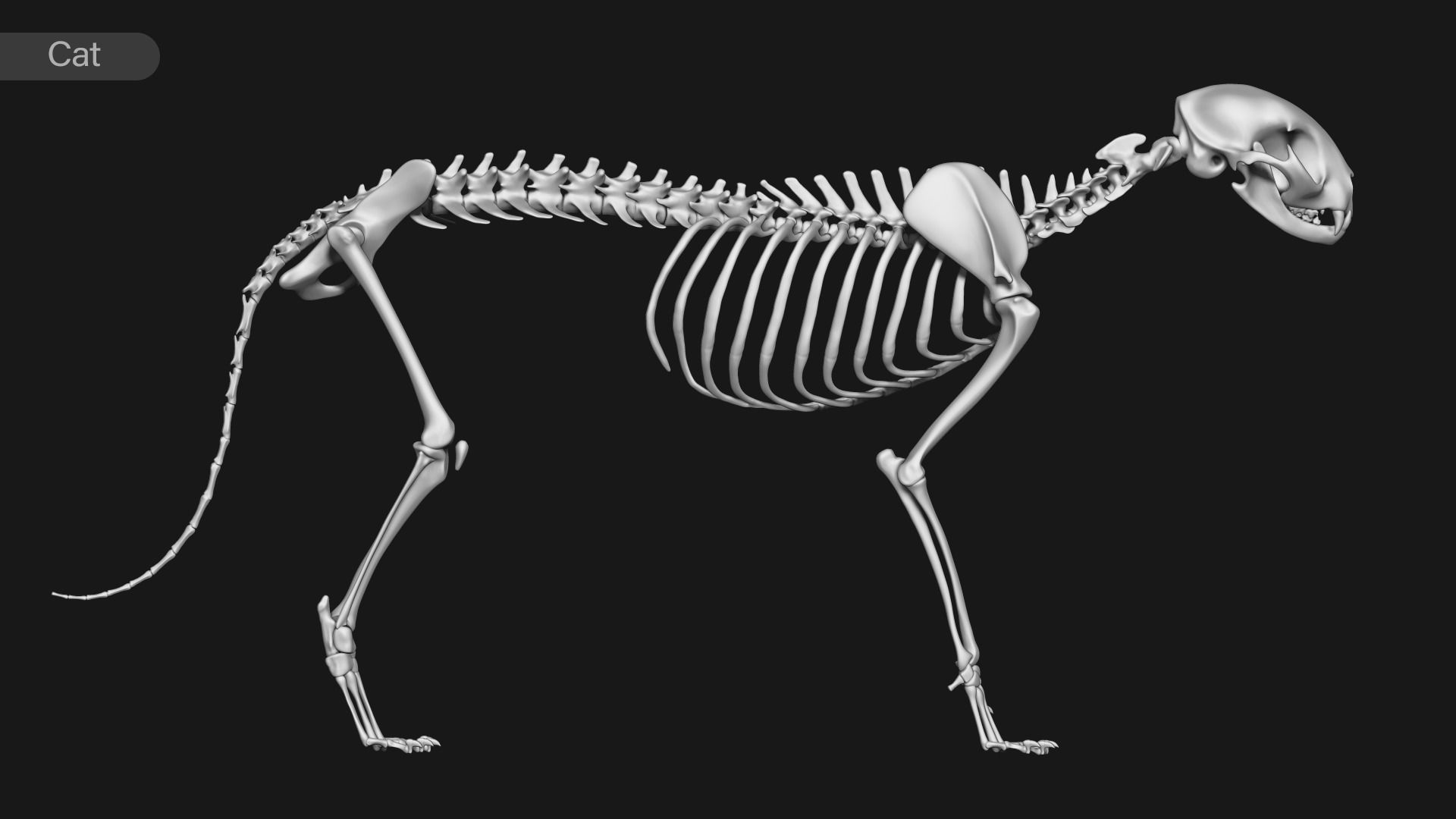 animal skeleton collection 3D model_5