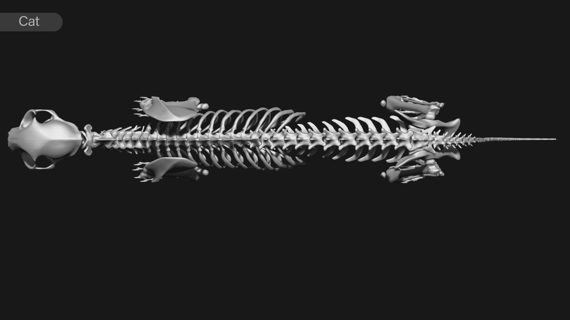 animal skeleton collection 3D model_9