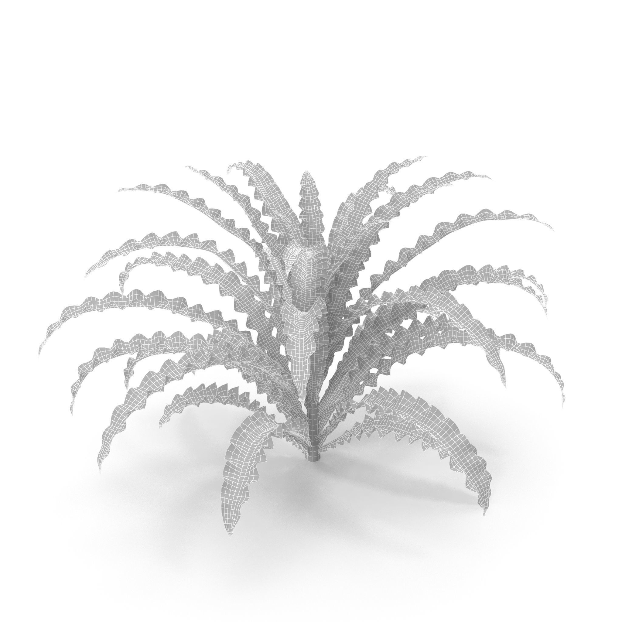 Pogostemon helferi 3D model_8