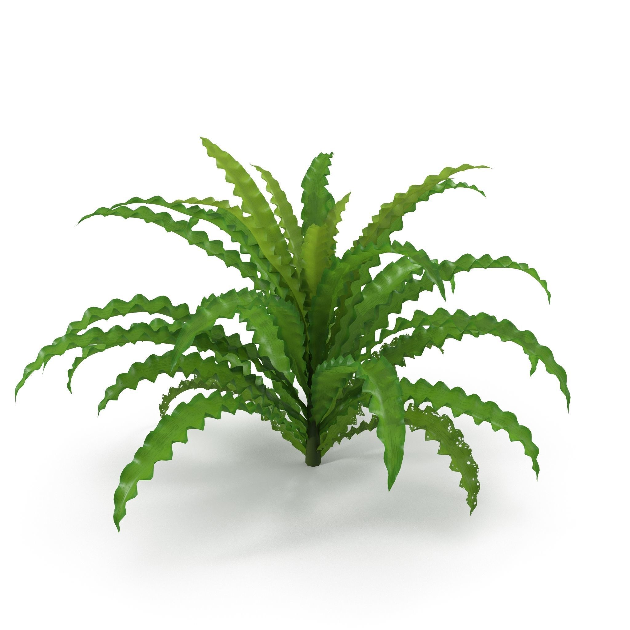Pogostemon helferi 3D model_4