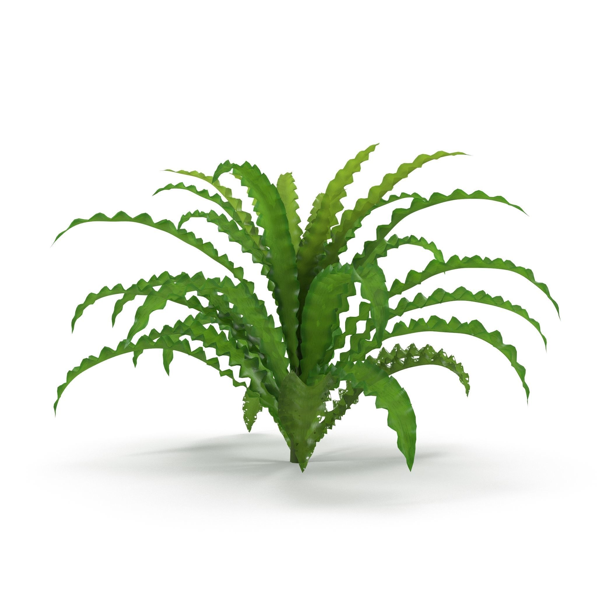 Pogostemon helferi 3D model_2