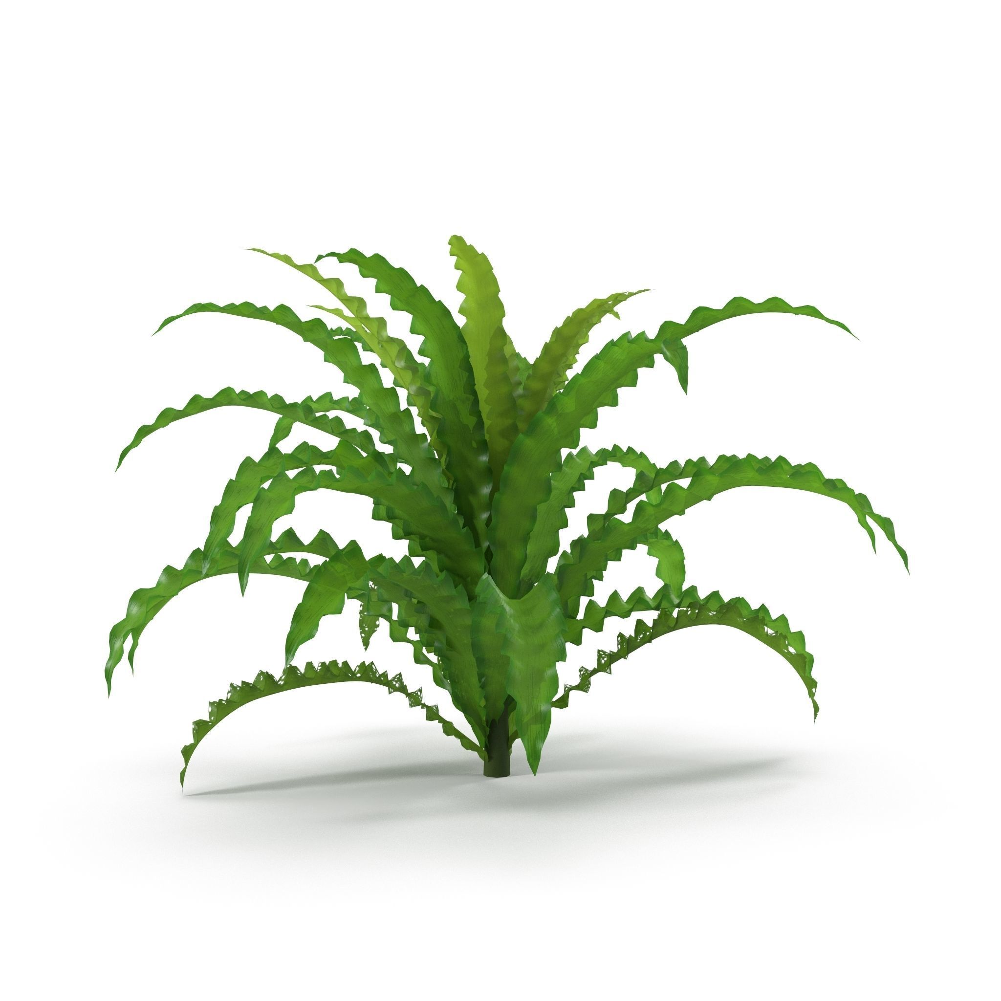 Pogostemon helferi 3D model_6