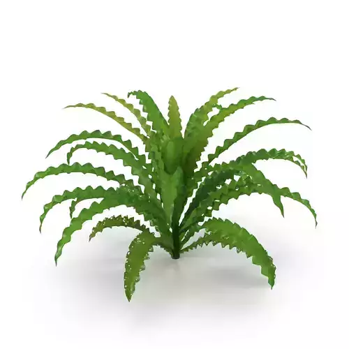 Pogostemon helferi 3D model