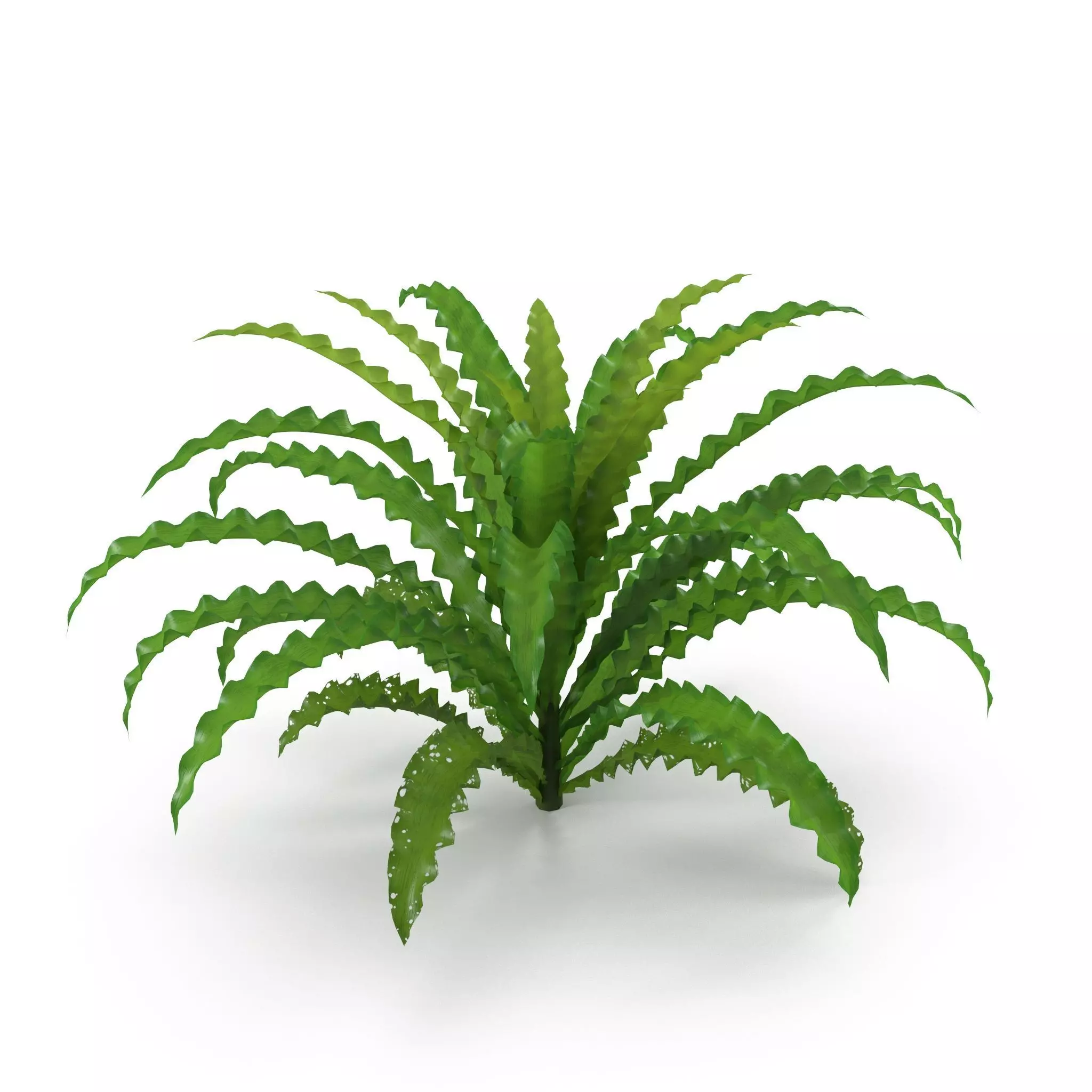 Pogostemon helferi 3D model_0