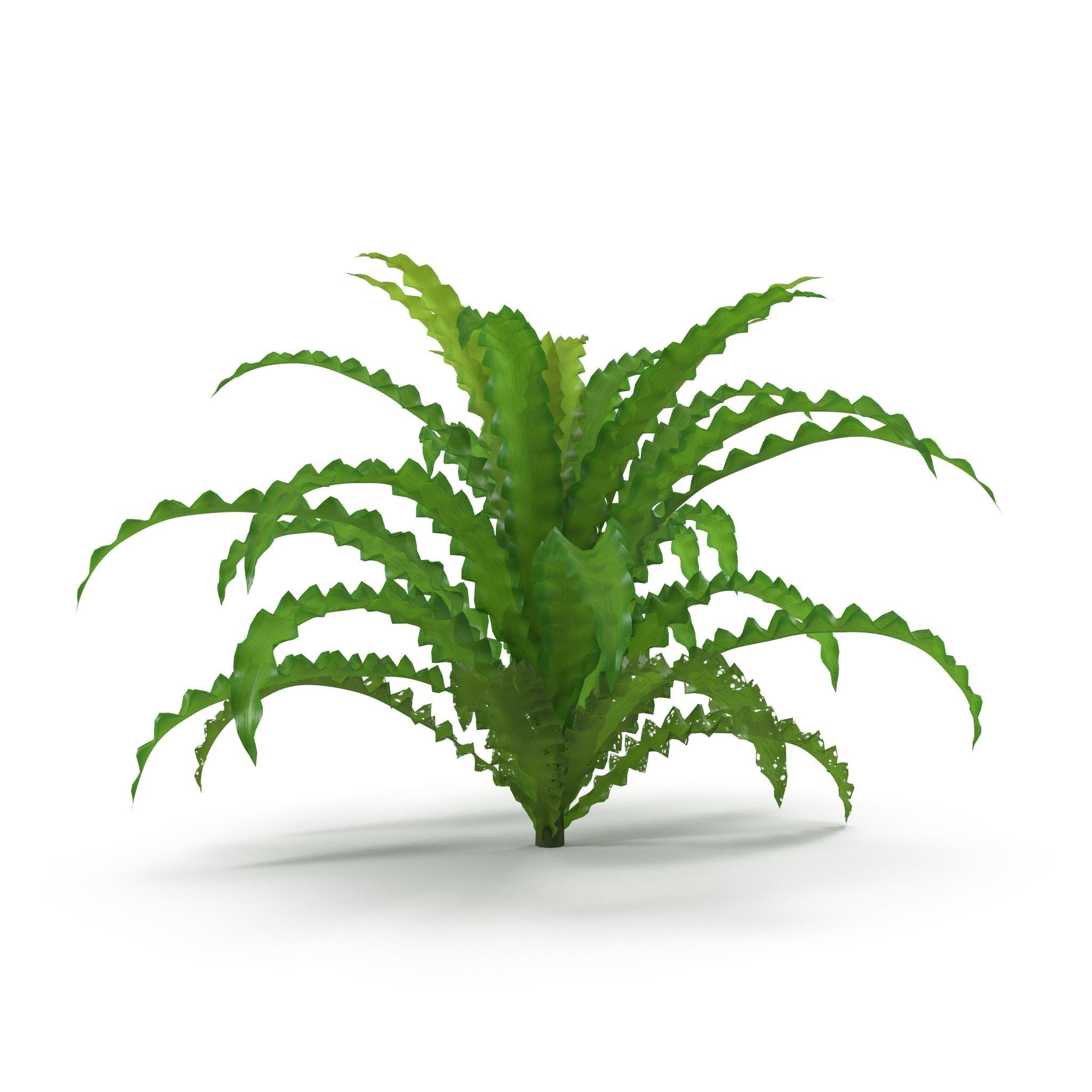 Pogostemon helferi 3D model_3