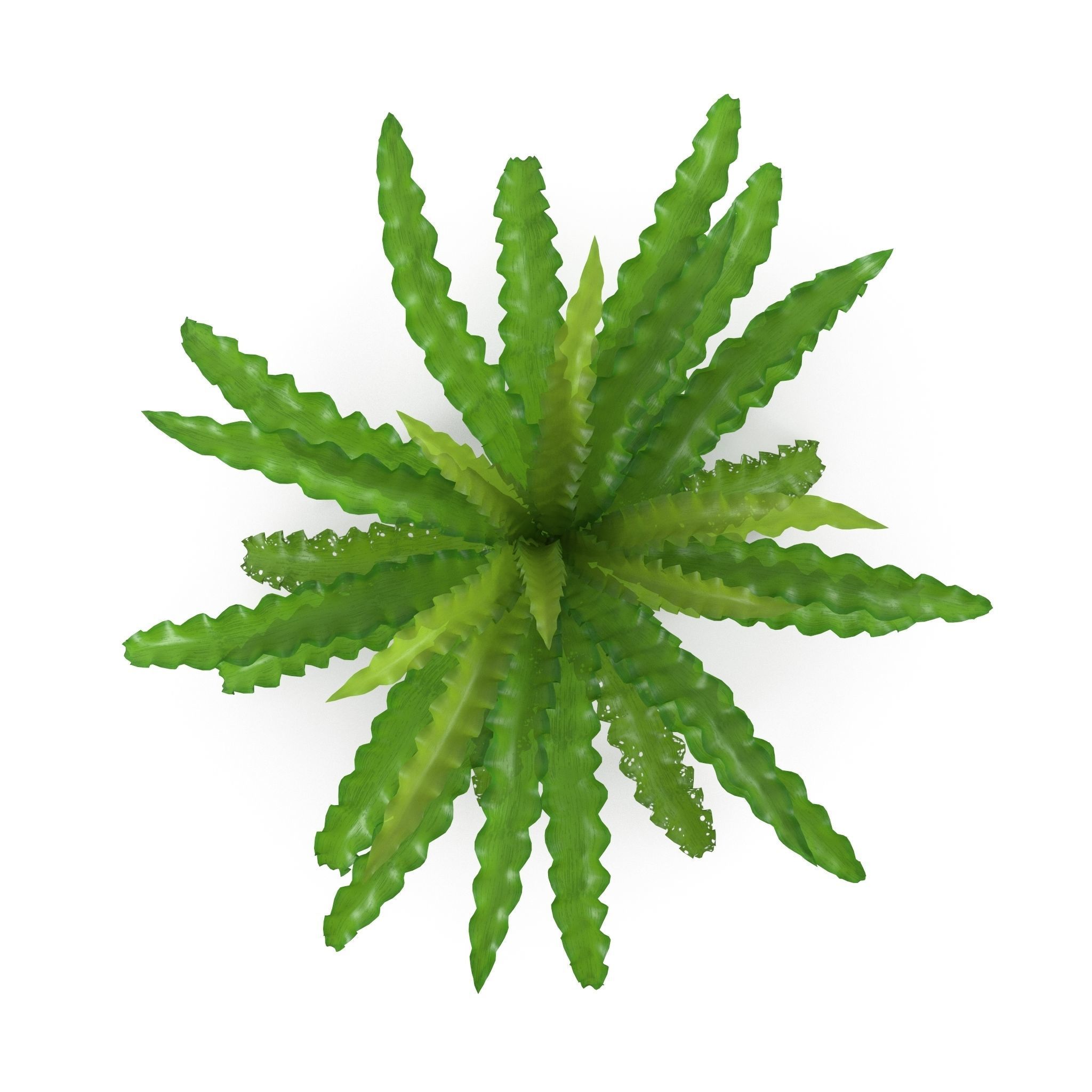 Pogostemon helferi 3D model_1
