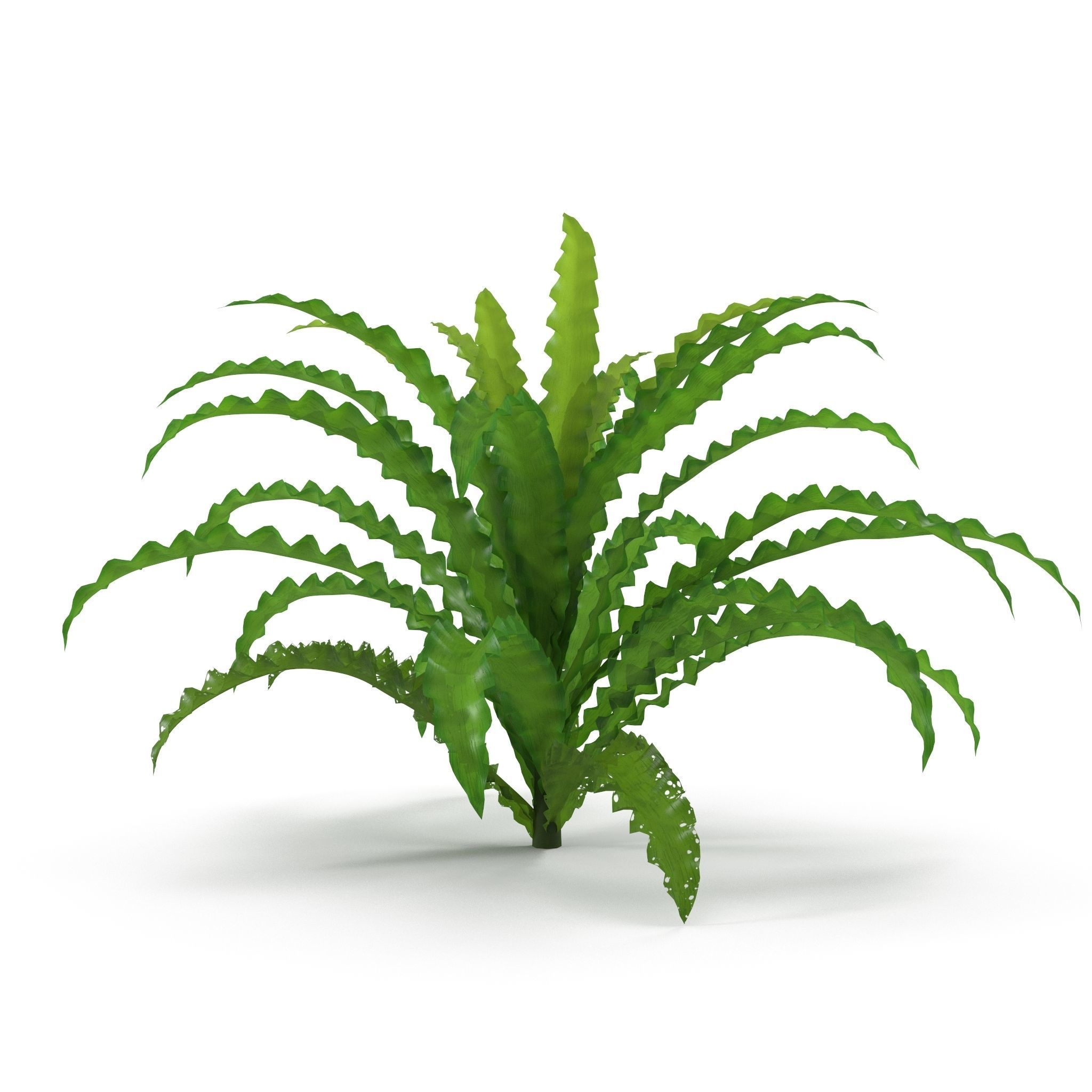 Pogostemon helferi 3D model_5
