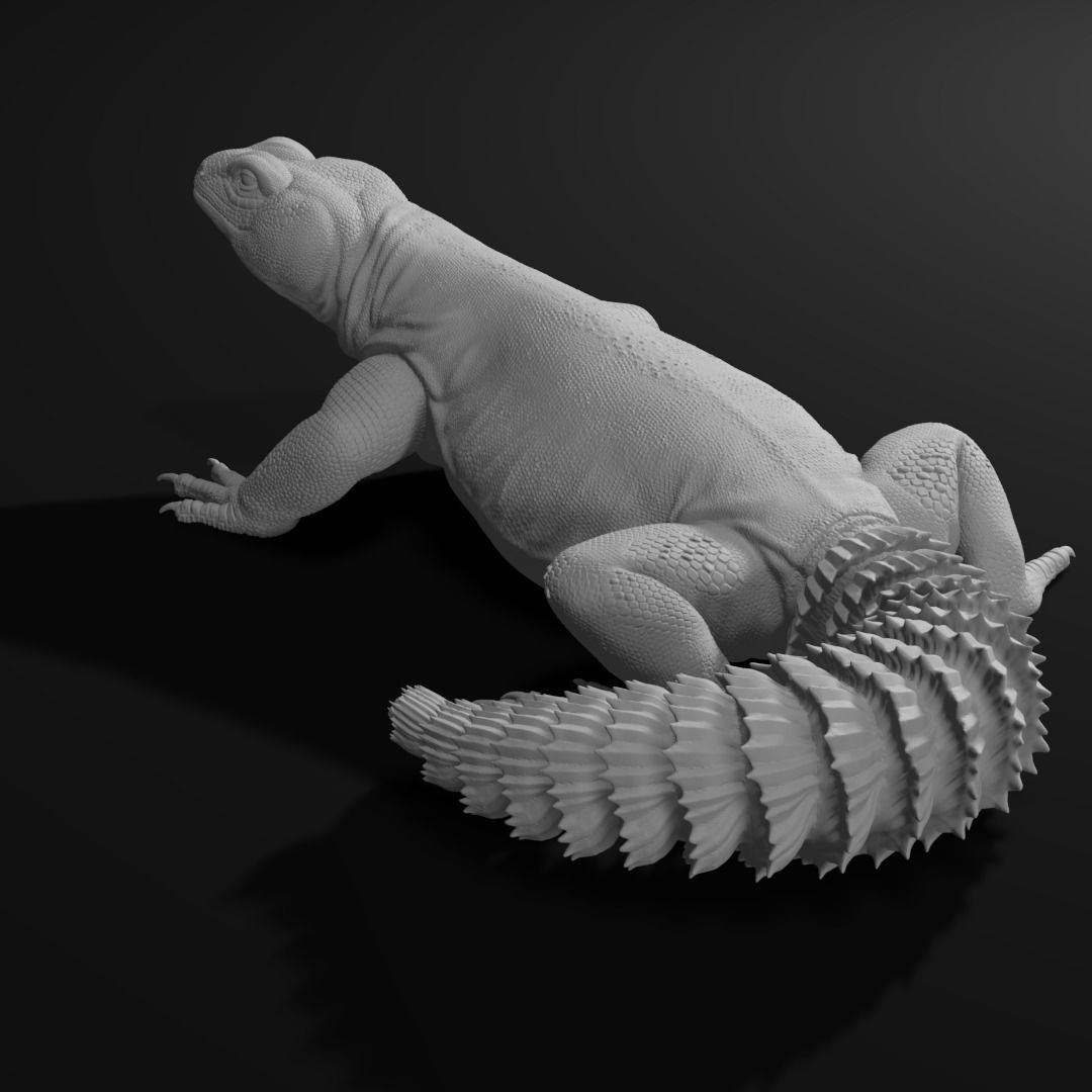 Uromastyx - Spiny Tailed Lizard - Pet Reptile 3d print model 3D print model_7