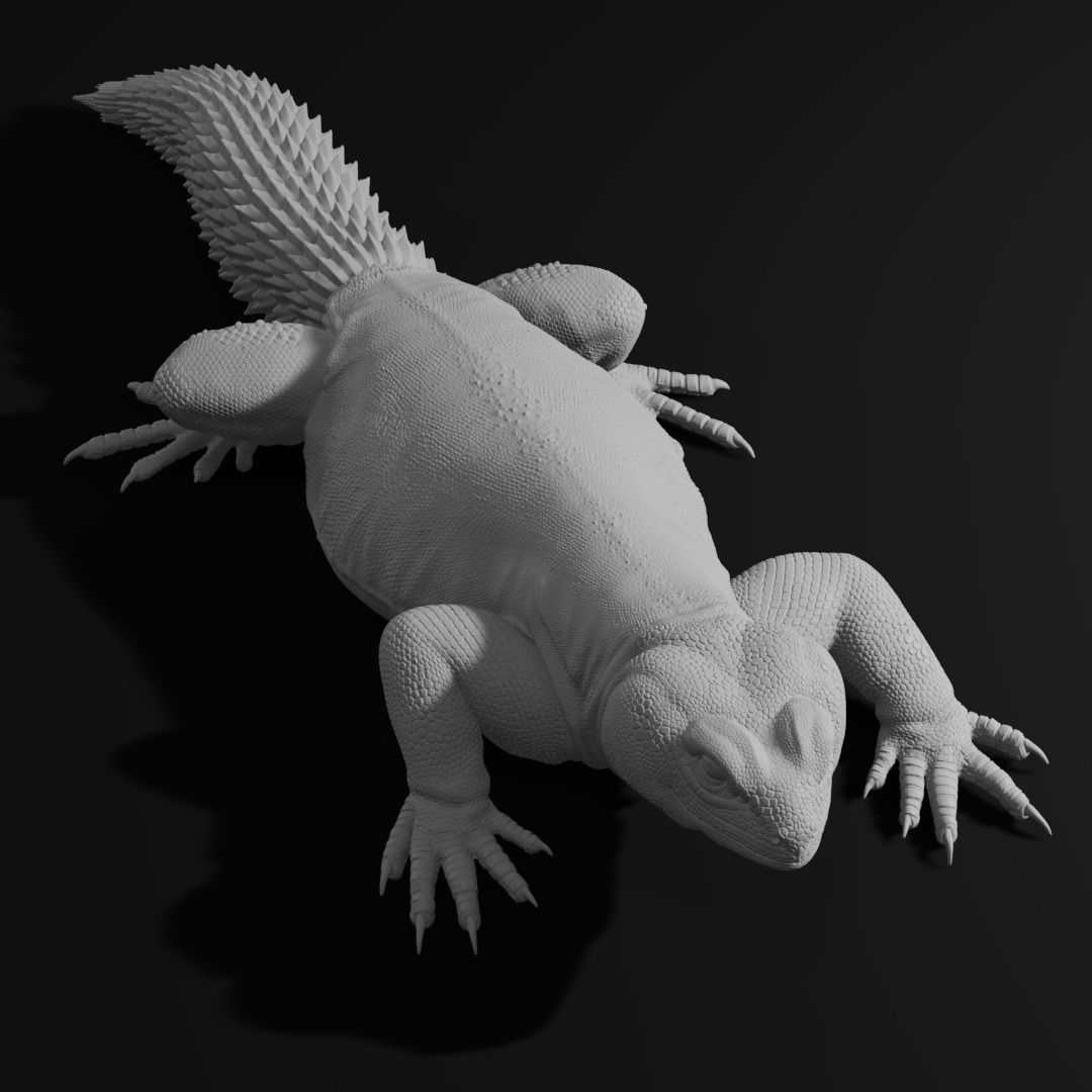 Uromastyx - Spiny Tailed Lizard - Pet Reptile 3d print model 3D print model_10