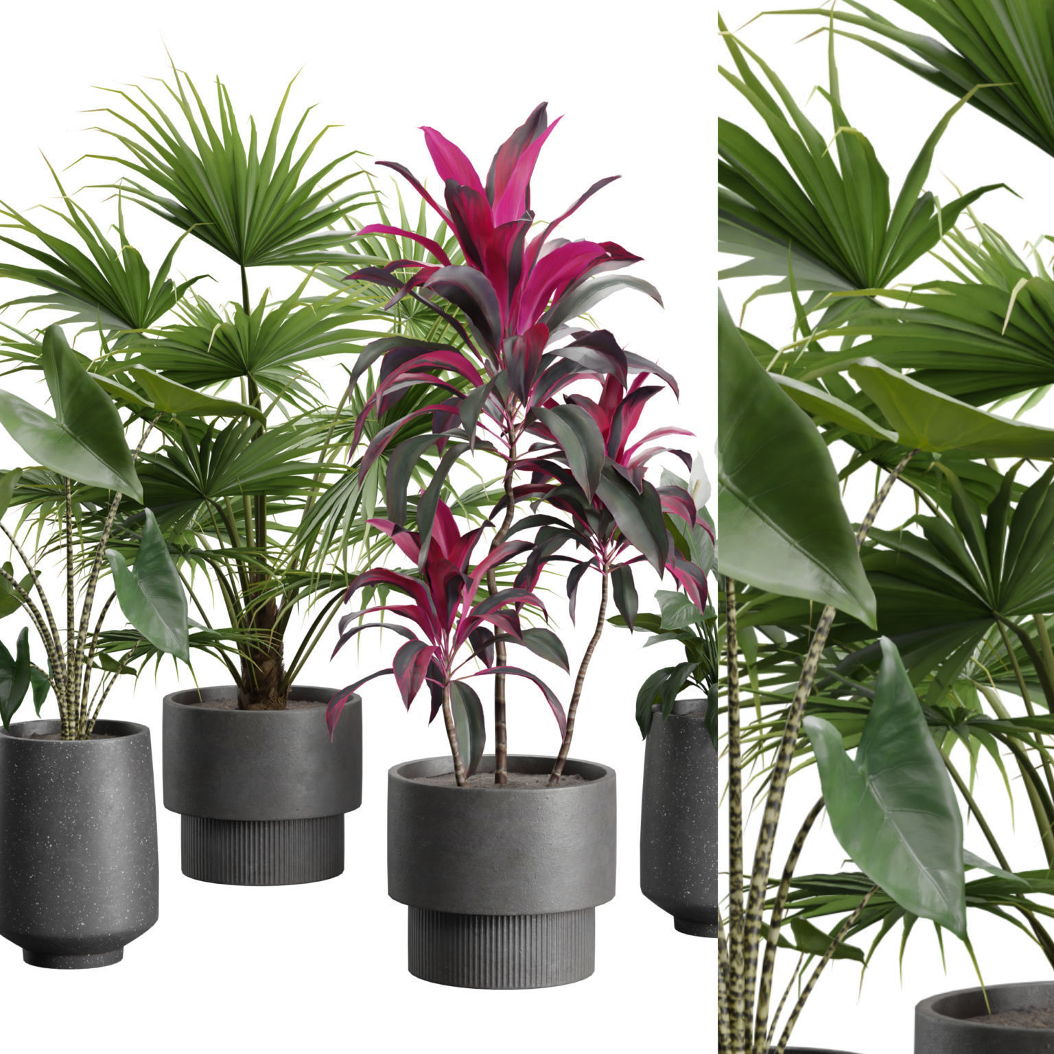 Indoor Plants Pack 44 3D model_1